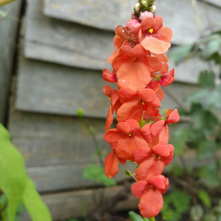 Diascia Orange in the GardenTags plant encyclopedia Twinspur Orange in the GardenTags plant encyclopedia