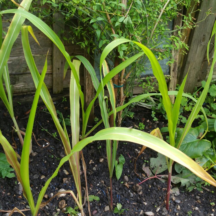 Zea mays var. saccharata Minor F1 in the GardenTags plant encyclopedia Sweet Corn Minor F1 in the GardenTags plant encyclopedia