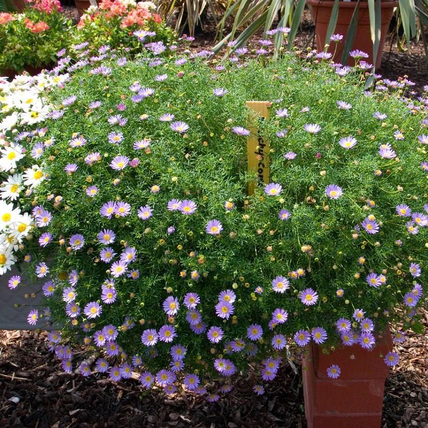 Swan River Daisy in the GardenTags plant encyclopedia