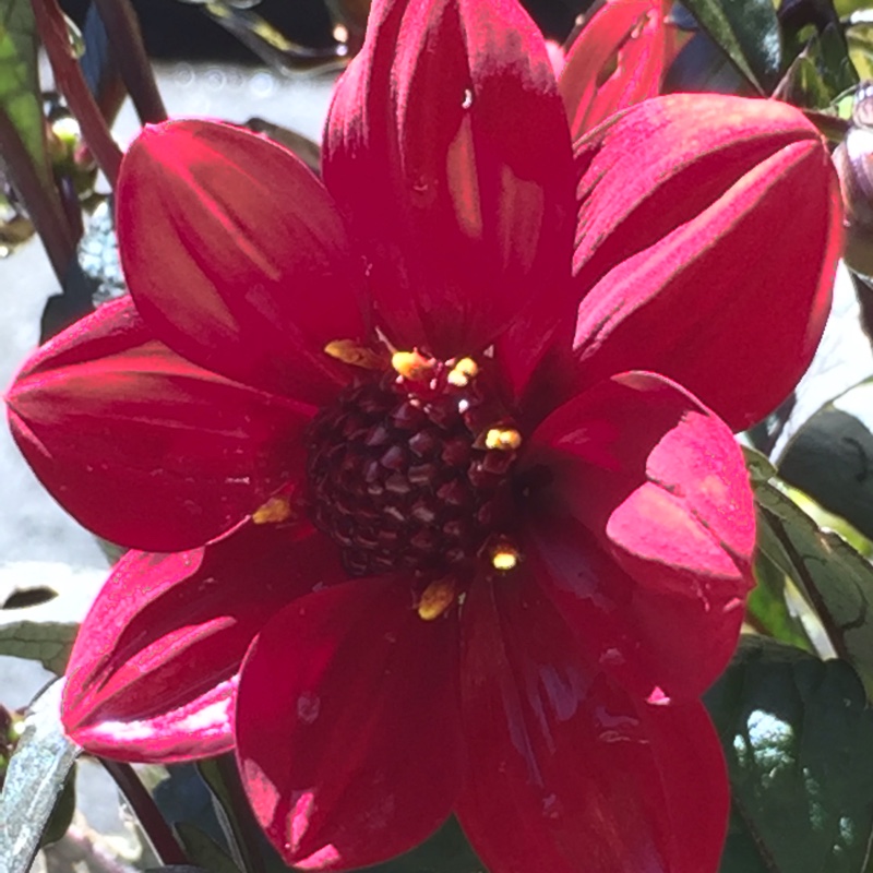 Dahlia Happy Days Red (Bedding) in the GardenTags plant encyclopedia