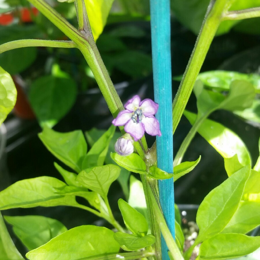 Capsicum Annuum Filius Blue in the GardenTags plant encyclopedia Chilli Pepper Filius Blue Chilli in the GardenTags plant encyclopedia