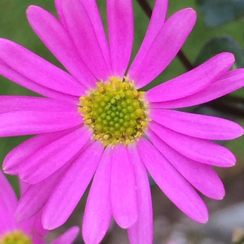 Brachyscome Strawberry Pink in the GardenTags plant encyclopedia Surdaisy Strawberry Pink in the GardenTags plant encyclopedia