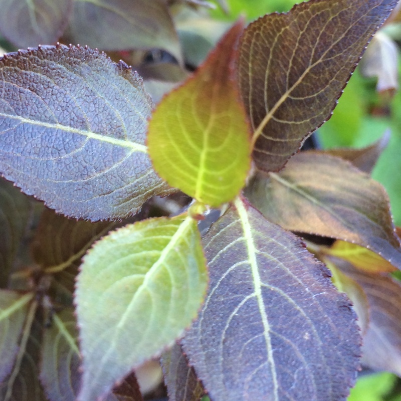 Weigela florida Foliis Purpureis syn. Weigela florida Purpurea in the GardenTags plant encyclopedia Weigela Foliis Purpureis in the GardenTags plant encyclopedia