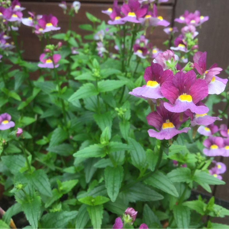 Nemesia Fantasy Pink (Nesia Series) in the GardenTags plant encyclopedia Nemesia Fantasy Pink in the GardenTags plant encyclopedia