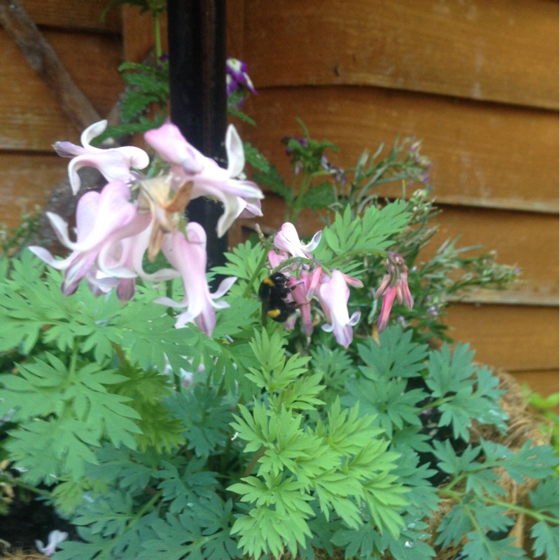 Bleeding Heart Amore Pink in the GardenTags plant encyclopedia