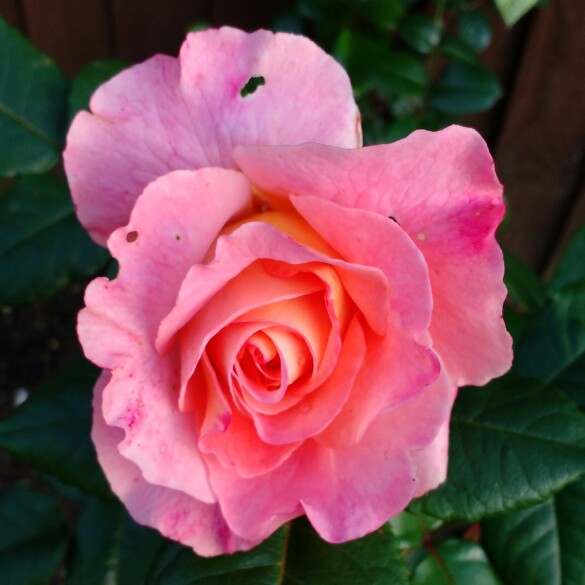 Rosa Rachel syn. Rosa Tangust ; Rosa Augusta Luise ; Rosa Fox-Trot ; Rosa Hayley Westenra in the GardenTags plant encyclopedia Hybrid Tea Rose Rachel in the GardenTags plant encyclopedia