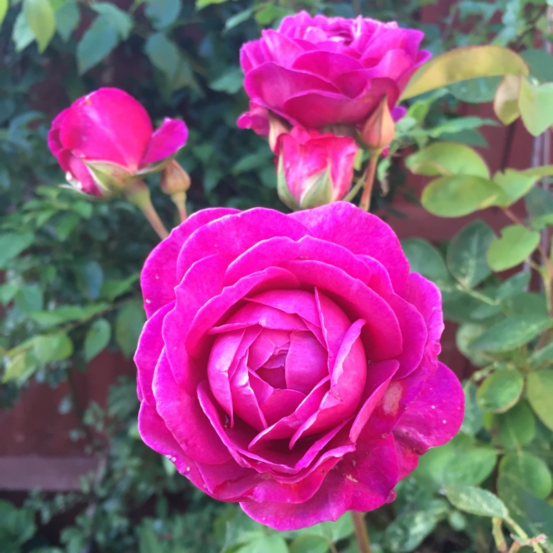 Floribunda Rose Old Port in the GardenTags plant encyclopedia