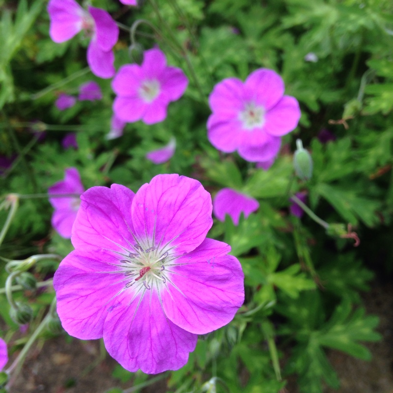 Geranium orientali tibeticum in the GardenTags plant encyclopedia Geranium tibeticum in the GardenTags plant encyclopedia