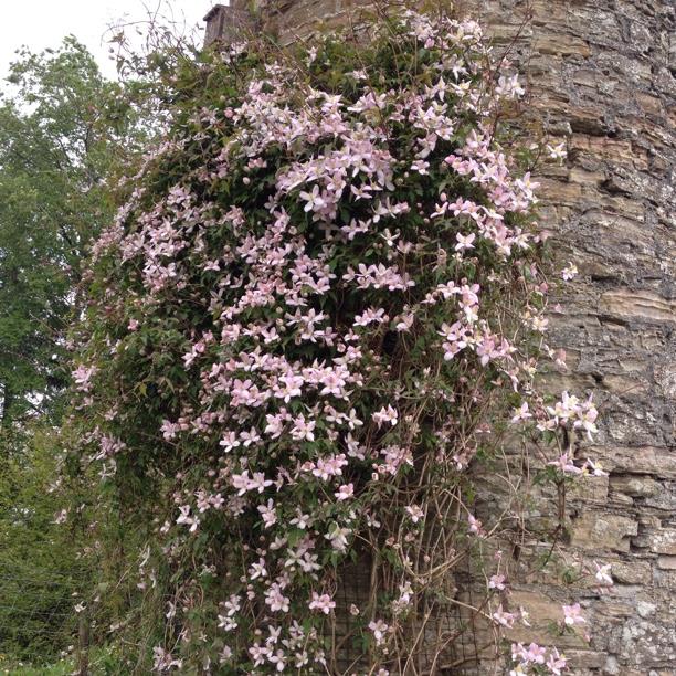 Clematis Montana Elizabeth in the GardenTags plant encyclopedia Clematis Montana Elizabeth in the GardenTags plant encyclopedia