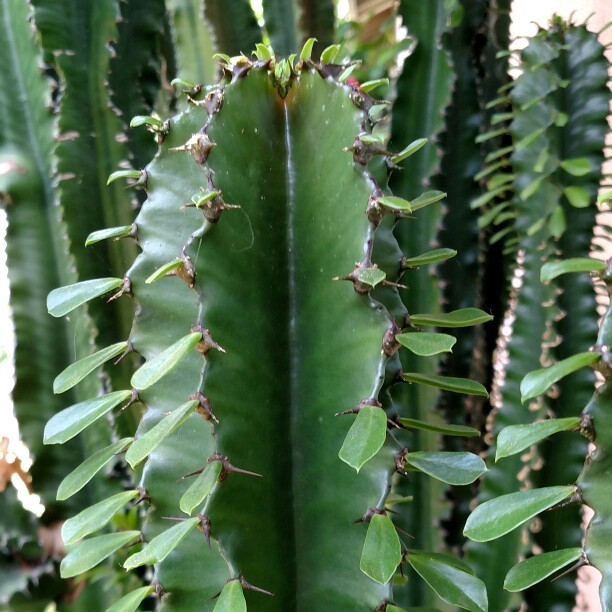 Euphorbia candelabrum in the GardenTags plant encyclopedia Euphorbia candelabra in the GardenTags plant encyclopedia