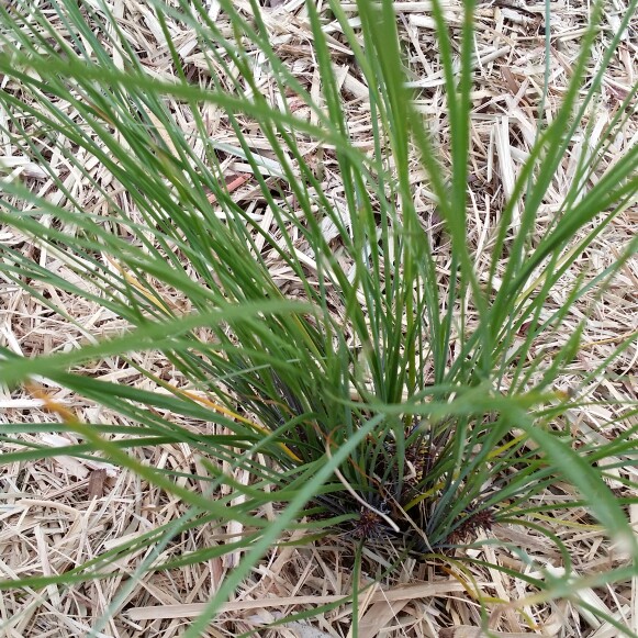 Lomandra Confertifolia in the GardenTags plant encyclopedia Frosty Top in the GardenTags plant encyclopedia