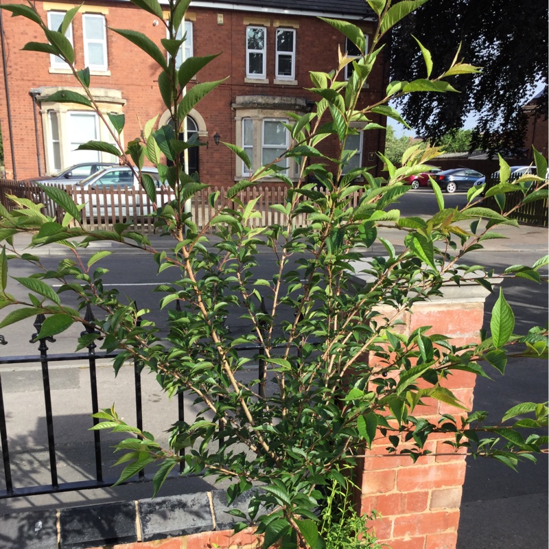 Prunus x subhirtella Hally Jolivette in the GardenTags plant encyclopedia Flowering Cherry Tree Hally Jolivette in the GardenTags plant encyclopedia