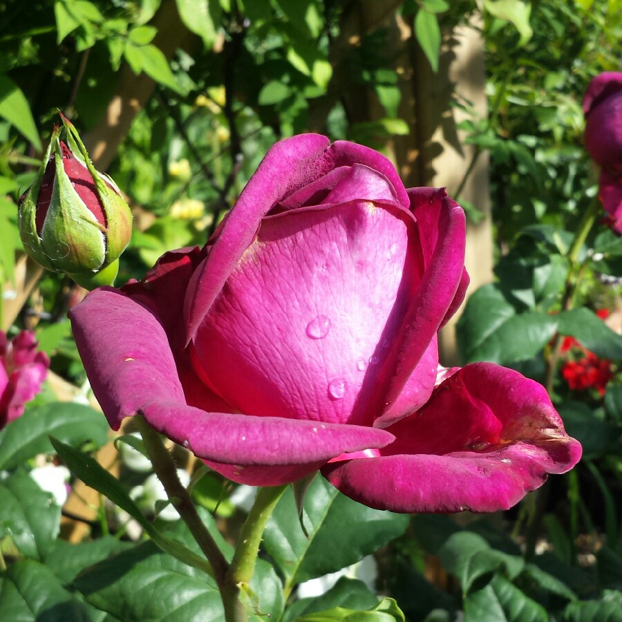 Rosa Tan04179 syn. Rosa Pure Poetry in the GardenTags plant encyclopedia Rose Pure Poetry (Hybrid Tea) in the GardenTags plant encyclopedia