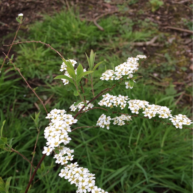 Spiraea x cinerea Grefsheim in the GardenTags plant encyclopedia Spiraea Grefsheim in the GardenTags plant encyclopedia