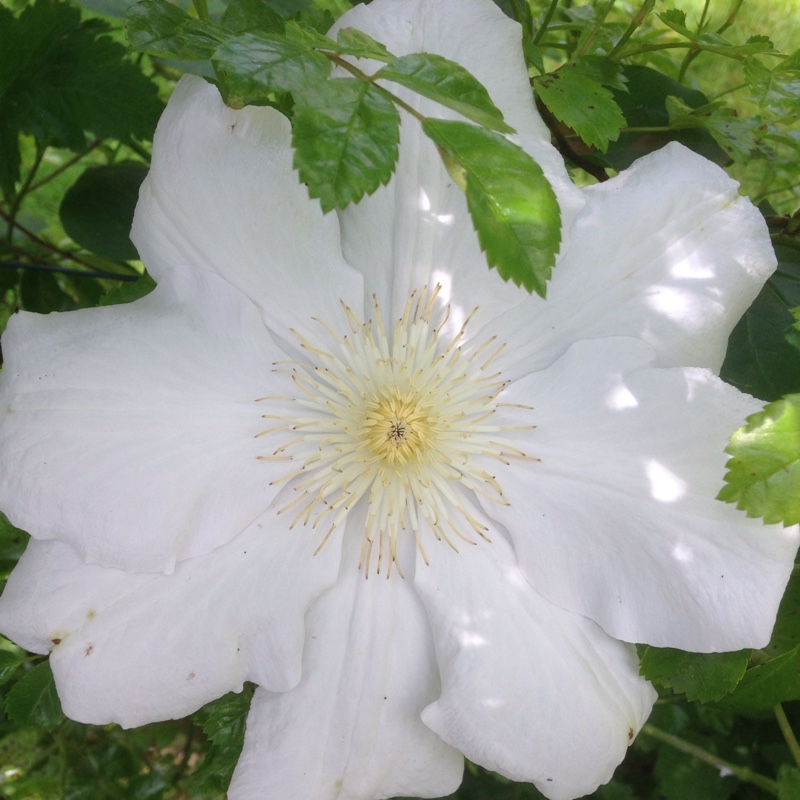 Clematis lanuginosa Candida in the GardenTags plant encyclopedia Clematis Candida in the GardenTags plant encyclopedia