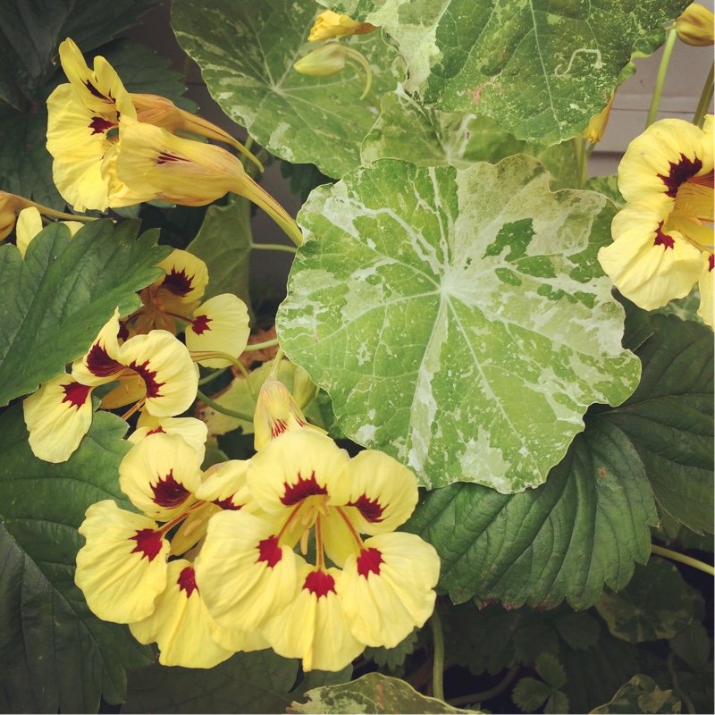 Tropaeolum majus Cream Troika in the GardenTags plant encyclopedia Nasturtium Cream Troika in the GardenTags plant encyclopedia