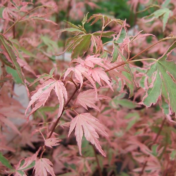 Japanese Maple Taylor in the GardenTags plant encyclopedia