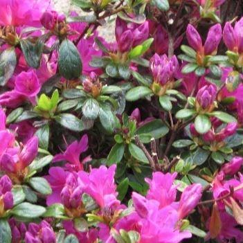 Rhododendron obtusum Geisha Lila in the GardenTags plant encyclopedia Azalea Geisha Lila in the GardenTags plant encyclopedia