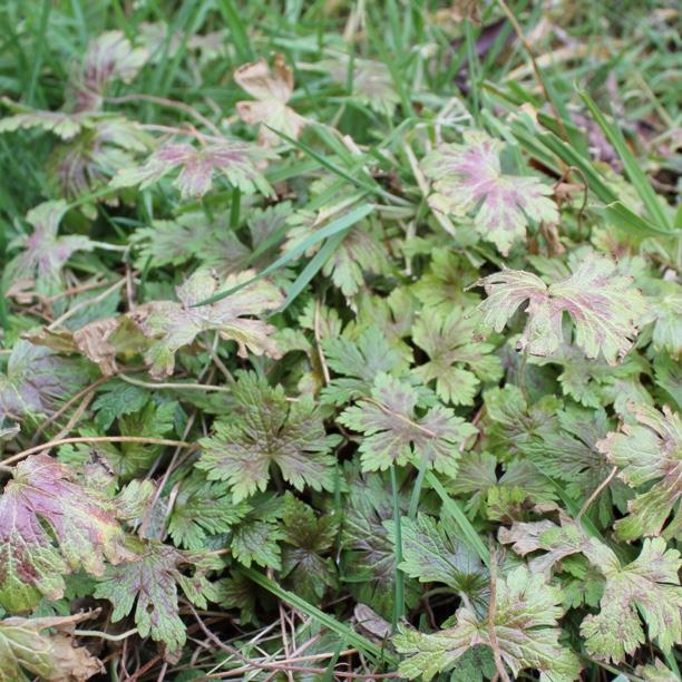 Geranium x oxonianum Katherine Adele in the GardenTags plant encyclopedia Oxford Cranesbill Katherine Adele in the GardenTags plant encyclopedia