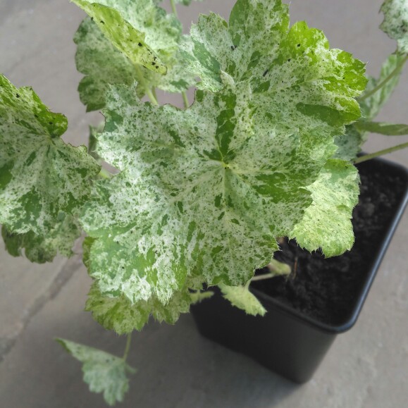 Heuchera Snow Angel in the GardenTags plant encyclopedia Alumroot Snow Angel in the GardenTags plant encyclopedia