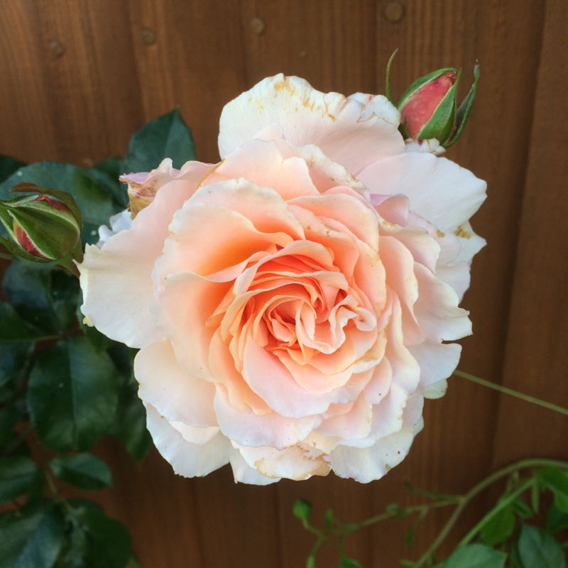 Rosa Great Expectations in the GardenTags plant encyclopedia Floribunda Rose Great Expectations in the GardenTags plant encyclopedia