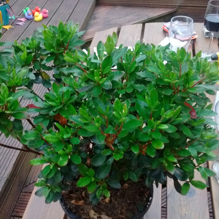 Rhododendron Corany in the GardenTags plant encyclopedia Azalea Corany in the GardenTags plant encyclopedia