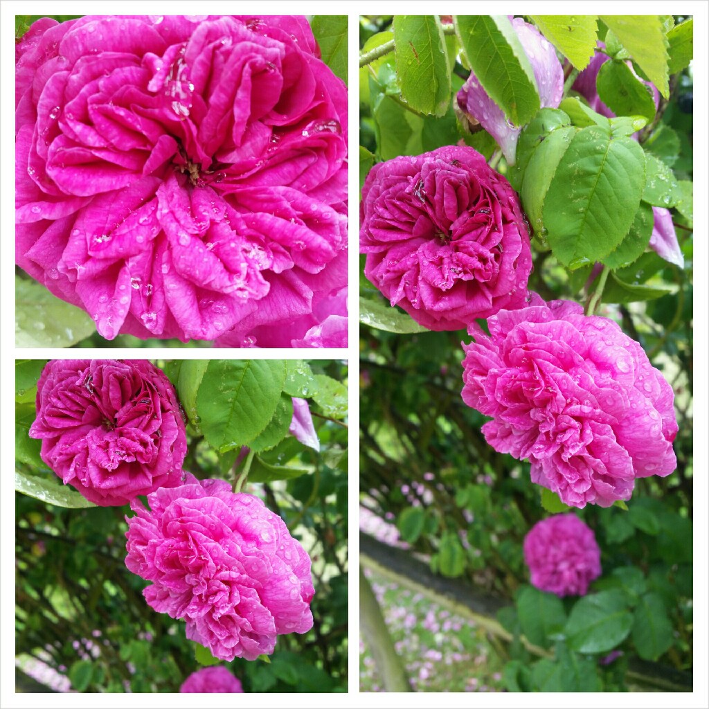 Rosa centifolia La Noblesse in the GardenTags plant encyclopedia Rose La Noblesse in the GardenTags plant encyclopedia