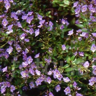 Parahebe catarractae Delight in the GardenTags plant encyclopedia parahebe Delight in the GardenTags plant encyclopedia