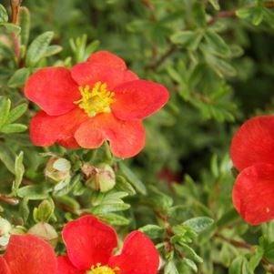 Potentilla fruticosa Marian Red Robin in the GardenTags plant encyclopedia Shrubby cinquefoil Marian Red Robin in the GardenTags plant encyclopedia