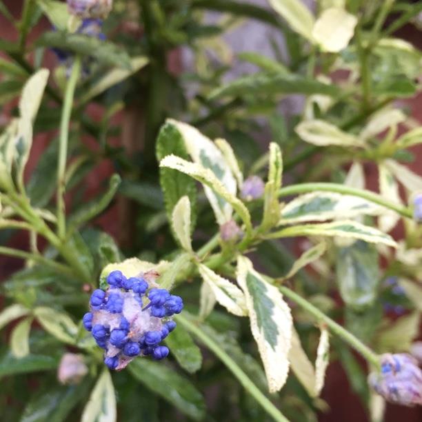 Ceanothus 'Lemon and Lime', California Lilac 'Lemon and Lime' in