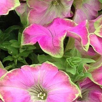 Petunia Wespekepu (Crazytunia Series) syn. Petunia Kermit Purple in the GardenTags plant encyclopedia Petunia Kermit Purple in the GardenTags plant encyclopedia