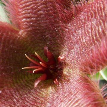 Stapelia desmetiana syn. S. grandiflora Curtis in the GardenTags plant encyclopedia Starfish Flower in the GardenTags plant encyclopedia