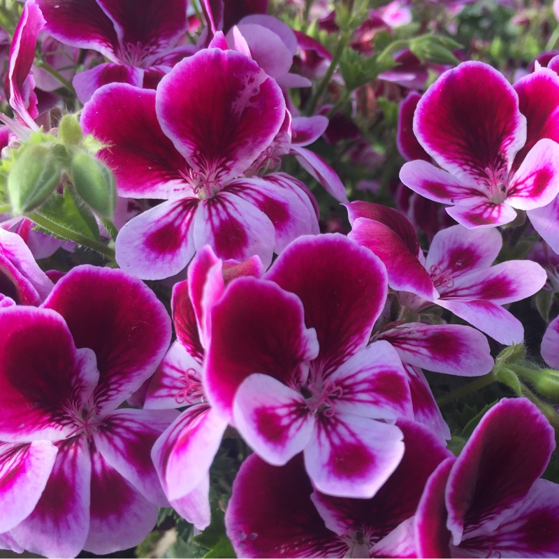 Pelargonium Mosquitaway Eva in the GardenTags plant encyclopedia Pelargonium Mosquitaway Eva (Angel) in the GardenTags plant encyclopedia