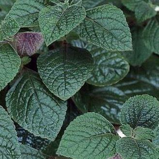 Purple Swedish Ivy in the GardenTags plant encyclopedia