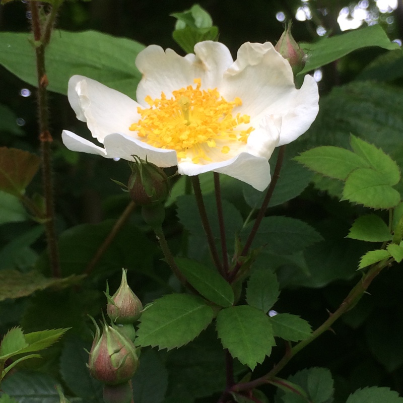 Rosa arvensis in the GardenTags plant encyclopedia Rose (Species) Field Rose in the GardenTags plant encyclopedia