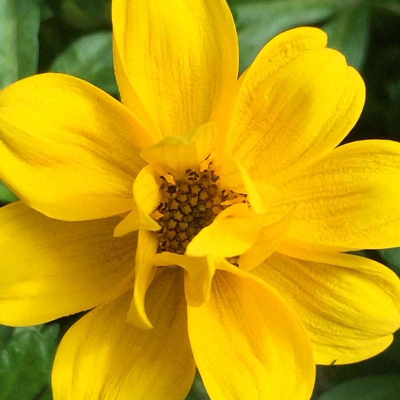 Bidens ferulifolia Pirates Treasure in the GardenTags plant encyclopedia Beggarticks Pirates Treasure in the GardenTags plant encyclopedia
