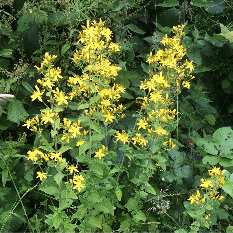Hypericum hirsutum in the GardenTags plant encyclopedia Hairy St Johns-wort in the GardenTags plant encyclopedia