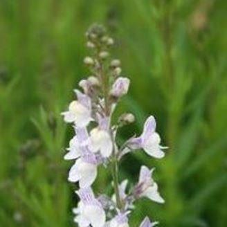 Linaria x dominii Carnforth in the GardenTags plant encyclopedia Toadflax Carnforth in the GardenTags plant encyclopedia