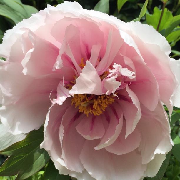 Paeonia x suffruticosa Lan Bao Shi syn. Paeonia x suffruticosa Blue Sapphire, Paeonia x suffruticosa Blue Jewel in the GardenTags plant encyclopedia Tree Peony Blue Sapphire in the GardenTags plant encyclopedia