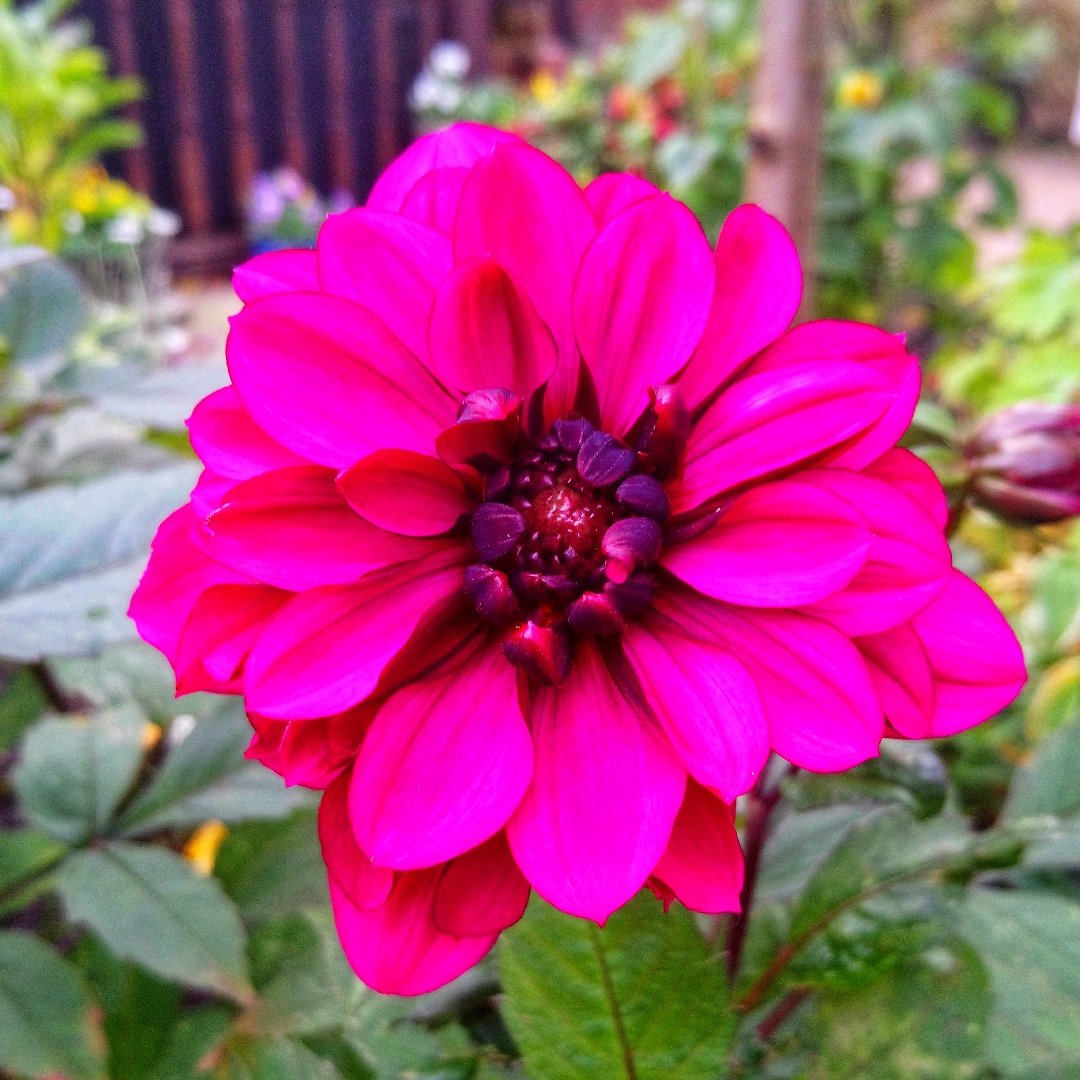Dahlia Classic Giselle in the GardenTags plant encyclopedia Dahlia Classic Giselle (Misc) in the GardenTags plant encyclopedia