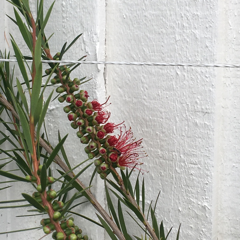 Callistemon Rigidus in the GardenTags plant encyclopedia Stiff Bottlebrush in the GardenTags plant encyclopedia