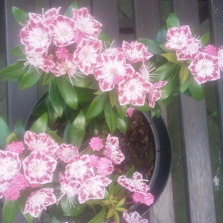 Kalmia latifolia Minuet in the GardenTags plant encyclopedia Mountain Laurel Minuet in the GardenTags plant encyclopedia