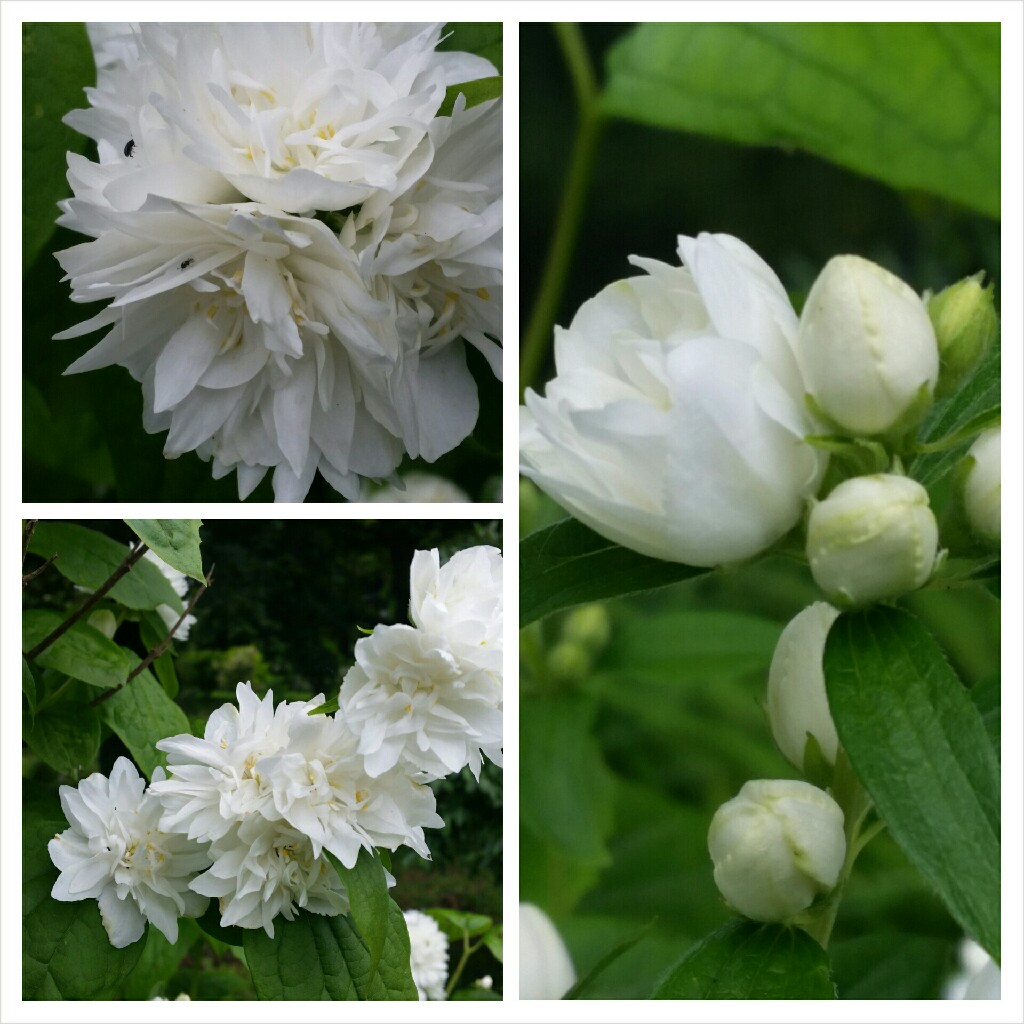 Philadelphus x virginalis Minnesota Snowflake in the GardenTags plant encyclopedia Mock Orange Minnesota Snowflake in the GardenTags plant encyclopedia