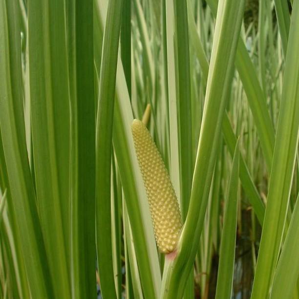 Acorus calamus Argenteostriatus syn. Acorus calamus Variegatus in the GardenTags plant encyclopedia Silver-striped Sweet Flag in the GardenTags plant encyclopedia