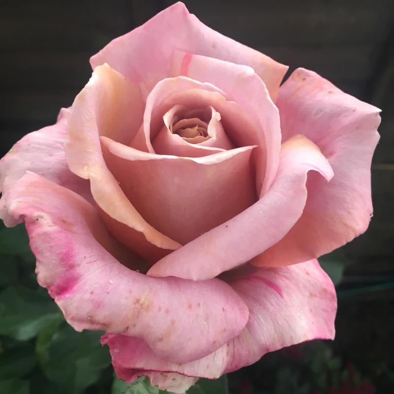 Rosa Something Special in the GardenTags plant encyclopedia Rose Something Special in the GardenTags plant encyclopedia