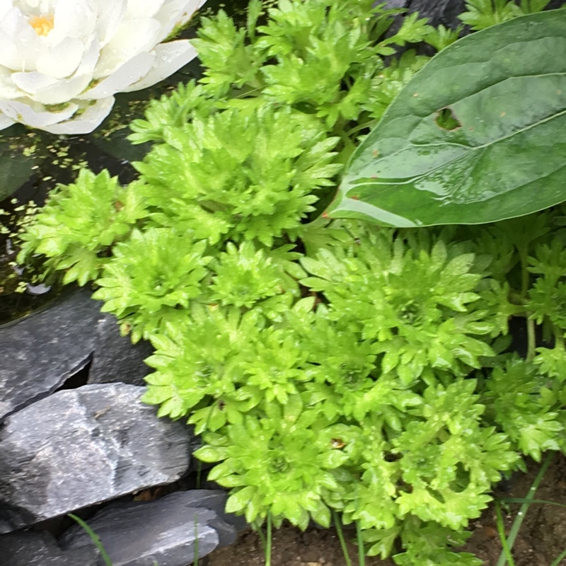 Saxifraga x arendsii White Carpet in the GardenTags plant encyclopedia Saxifrage White Carpet in the GardenTags plant encyclopedia
