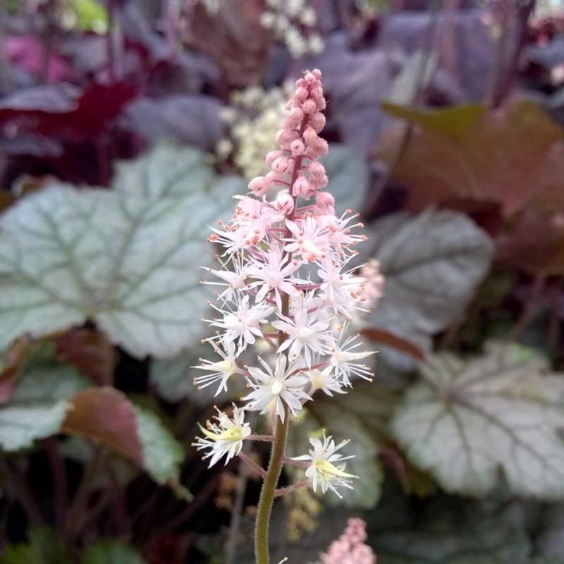 Tiarella 'Pink Skyrocket', Foamflower 'Pink Skyrocket' in GardenTags ...