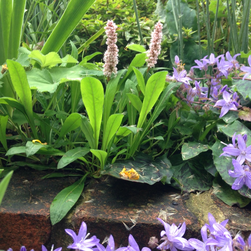 Himalayan bistort in the GardenTags plant encyclopedia
