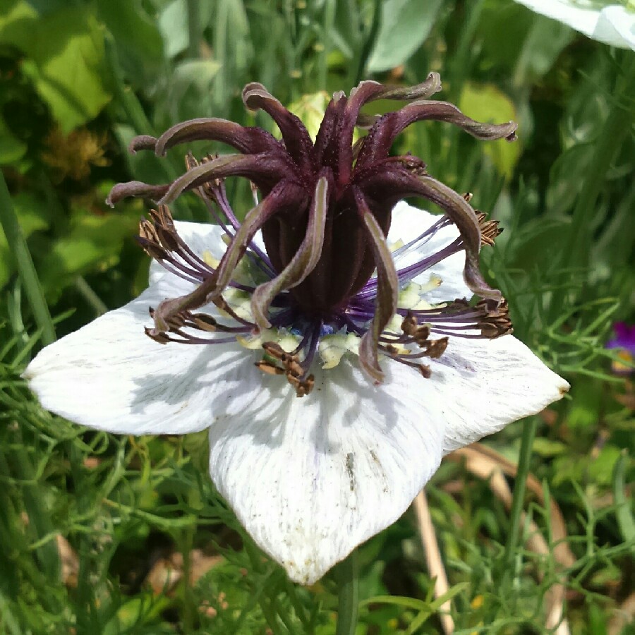 Nigella papillosa African Bride in the GardenTags plant encyclopedia Love-in-a-mist in the GardenTags plant encyclopedia