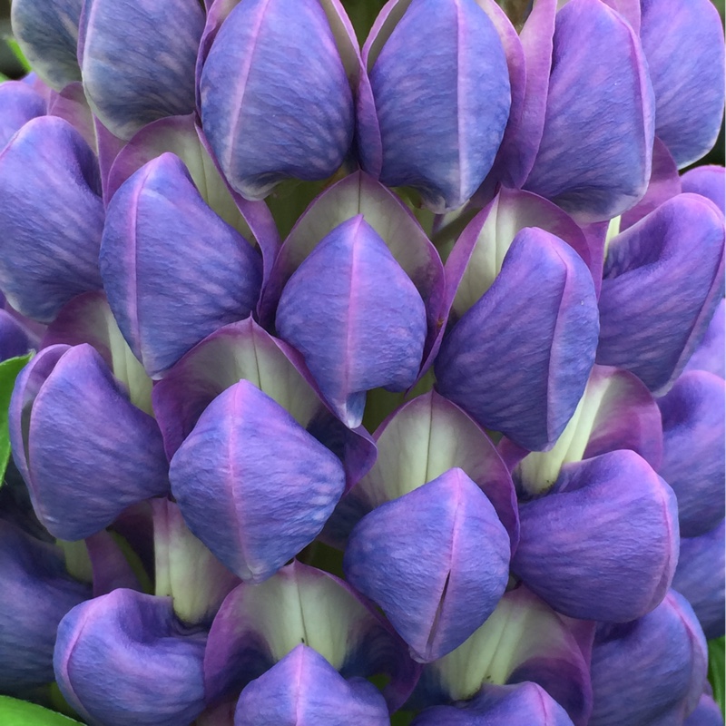 Lupinus Persian Slipper in the GardenTags plant encyclopedia Lupin Persian Slipper in the GardenTags plant encyclopedia